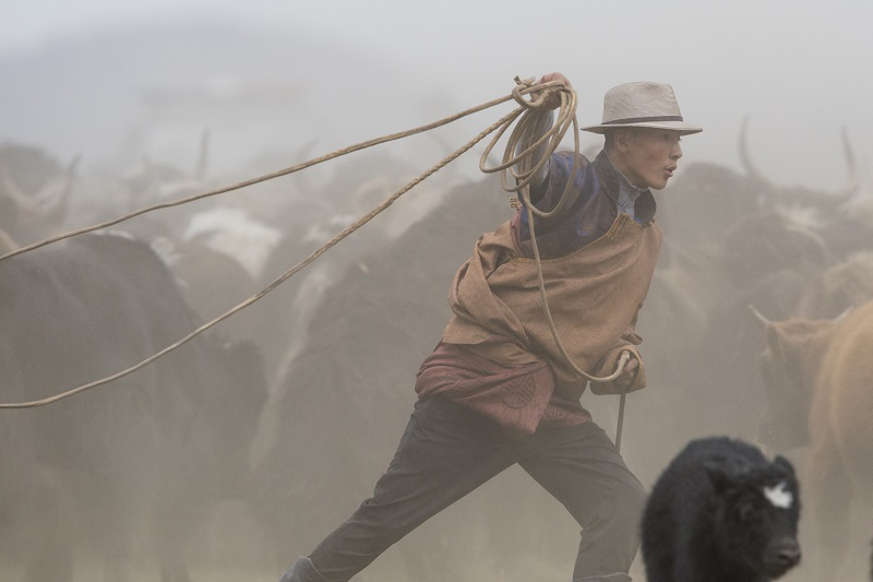 yak lassoing mongolia